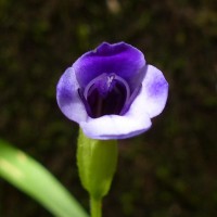 Torenia cyanea Alston